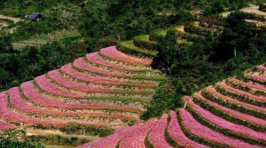 Buckwheat flower in Ha Giang (Source: Internet)