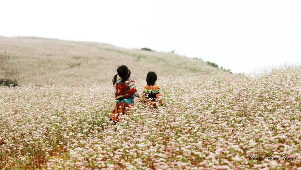 Admire the beauty of Buckwheat flower fields (Source: Internet)