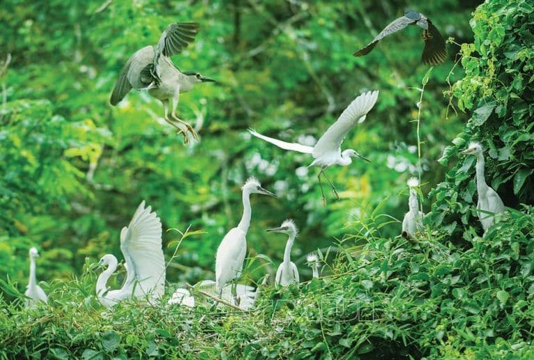 Ca Mau Bird Park