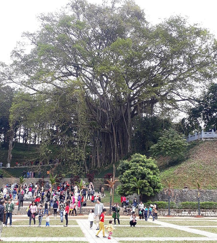 The thousand-year-old sacred banyan tree in Thuong Temple