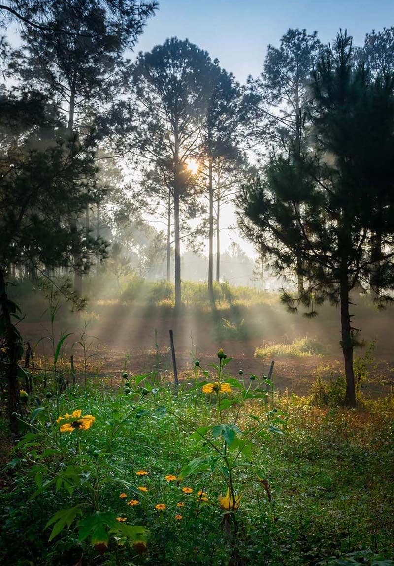 In winter, the flowers here are also the place where wild sunflowers bloom