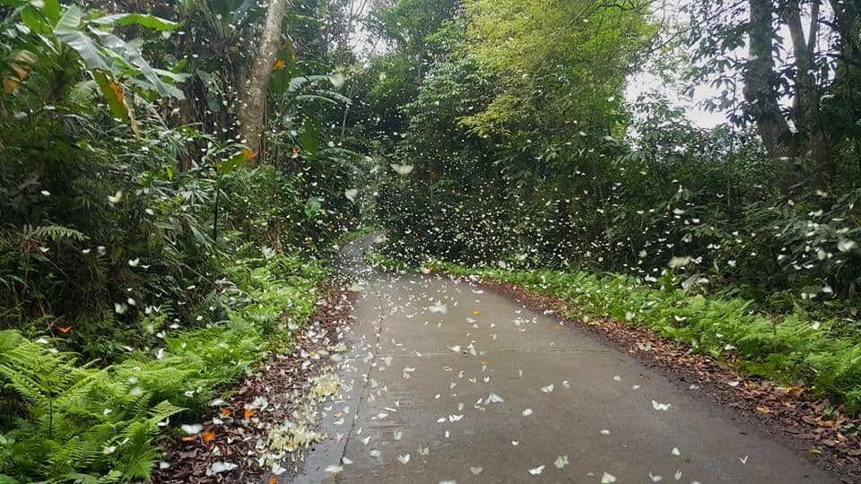 A trail in Bach Ma National Park