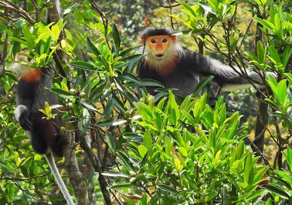 Douc Langurs in Bach Ma National Park