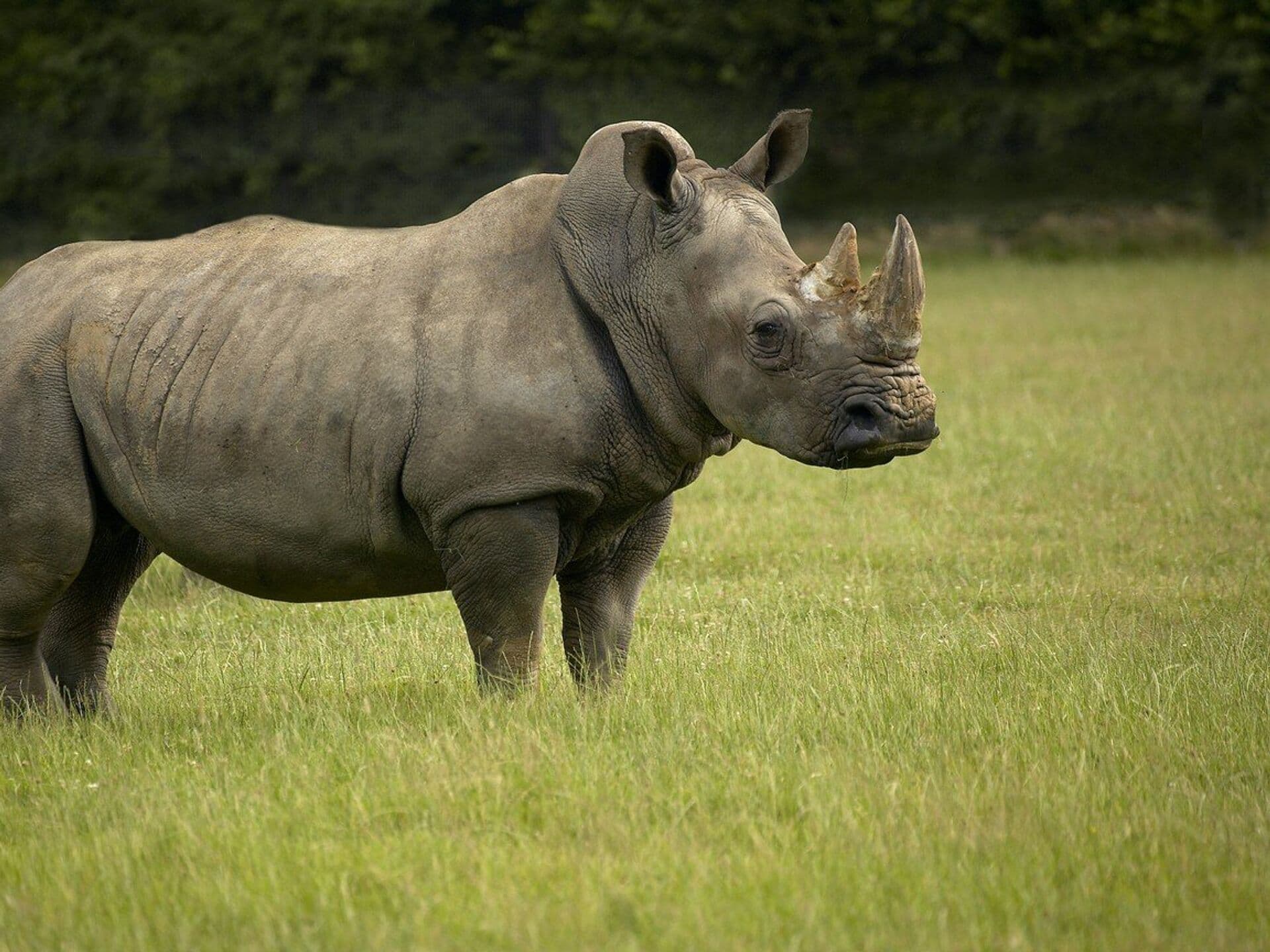 Cat Loc was declared a rhinoceros conservation area when a population of Vietnamese Javan rhinoceros was discovered