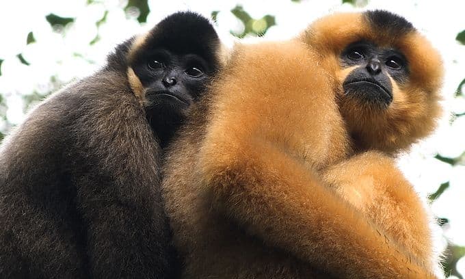 Yellow-cheeked Gibbons